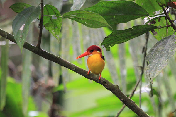 Rufous-Backed Kingfisher